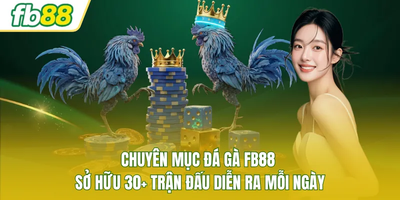 Chuyên mục đá gà FB88 sở hữu 30+ trận đấu diễn ra mỗi ngày